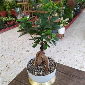 گل بونسای 6767