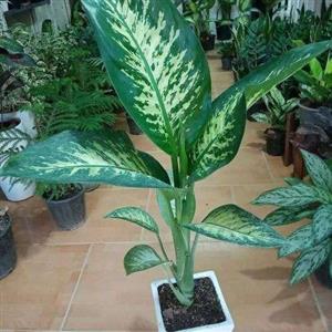 گیاه دیفن باخیا 6904