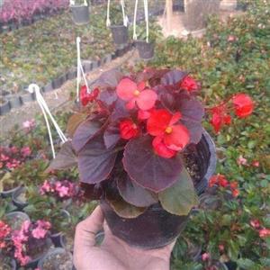 بگونیا خارجی 6734