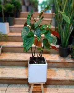 بگونیا برگ چناری 6732