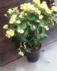 بگونیا برگ چرمی 6731