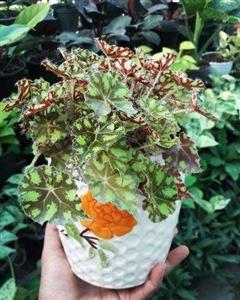 بگونیا ایرانی 6729