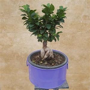 گل بونسای جدید 6782
