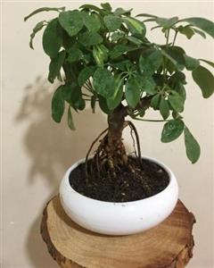 گل بونسای بنجامین 6778