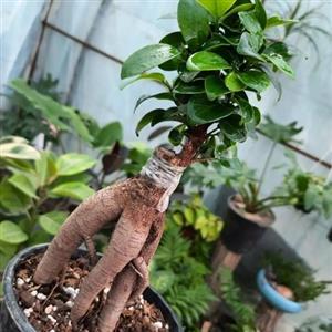 گل بونسای بزرگ 6777