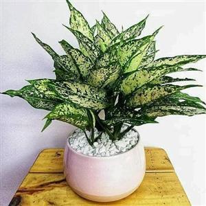 سفارش گل آگلونما 6620