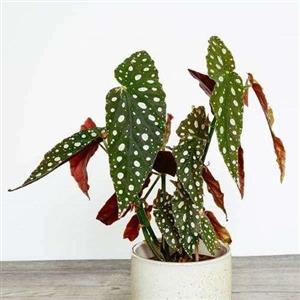 گل بگونیا خالدار 6721