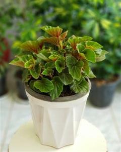 گل بگونیا 6720