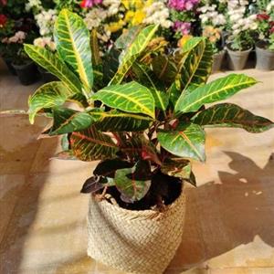 گل کروتون سبز 7119