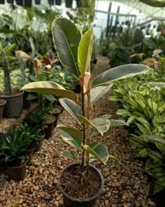 گل فیکوس آپارتمانی 7058