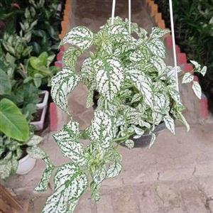گل سنگ زینتی 7143