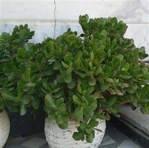 گل اپارتمانی کراسولا 7082