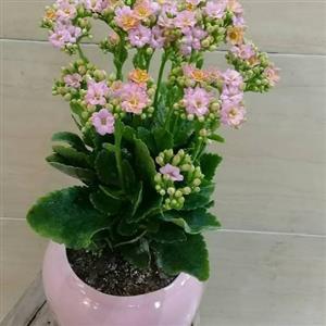 گل کالانکوئه در بازار گل تهران 7076