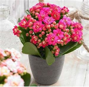 گل کالانکوئه قاشقی 7073
