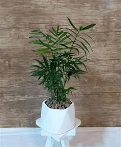 گل اپارتمانی شامادورا 6990