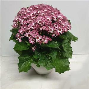 گل سینره 6959