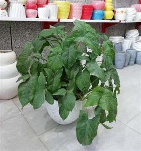 گل طبیعی سینگونیوم 6978