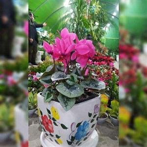 گل سیکلامن ایرانی 6943