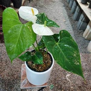 گل آنتوریوم سفید 6649