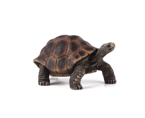 لاک پشت غول پیکر موجو giant turtle 387259