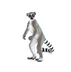 میمون لمور دم راه راه موجو Ringtail Lemur 387177