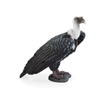 کرکس Griffon Vulture 387165