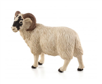 گوسفند صورت سیاه نر موجو Black Faced Sheep ram 387081 