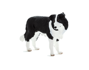 سگ گله مرزی  موجو Border Collie 387203