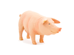 خوک ماده موجو  Pig Sow 387054