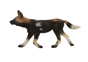 سگ آفریقایی رنگی African Painted Dog 387110 