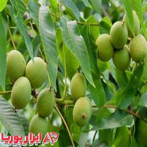 نهال گردو پیوندی فرنور
