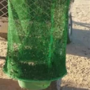 تله مگس توری