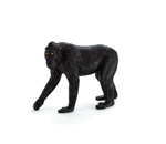 بوزینه کاکلدار سیاه  موجو Black Crested Macaque 387182