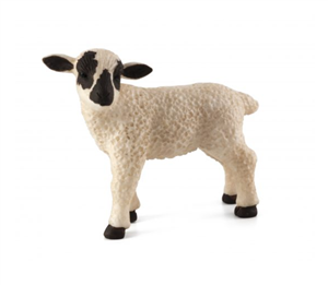 بره ایستاده صورت سیاه موجو  Black Faced Lamb Standing 387059
