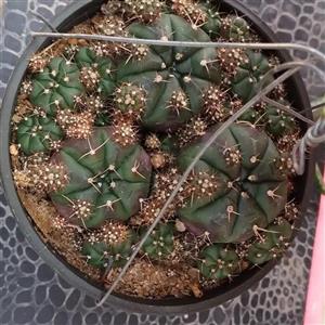 کاکتوس ژمینو بچه زا سایز 12 پر بسیار زیبا