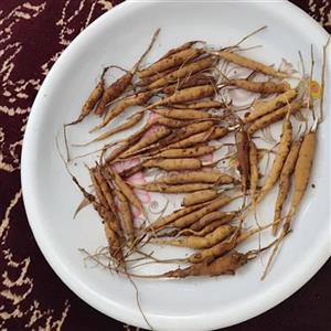 نشا کرفس کوهی ( کلوس )دوساله