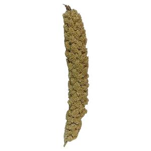 غذای پرنده مدل ارزن خوشه ای کد 69 بسته 300 گرمی