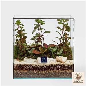 گیاه طبیعی تراریوم سل تراریوم مدل کتابی