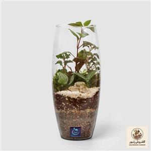 گیاه طبیعی تراریوم سل تراریوم مدل خمره ای