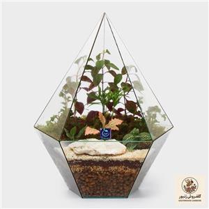 گیاه طبیعی تراریوم سل تراریوم مدل الماس مثلثی