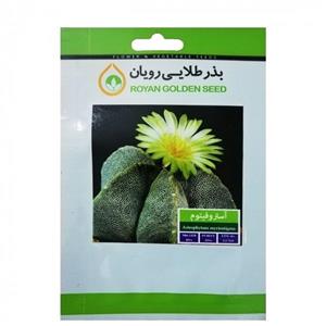 بذر کاکتوس آستروفیتوم بذر طلایی رویان کد BZT-120