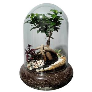 فیکوس رتوزا مدل تراریوم کد 08