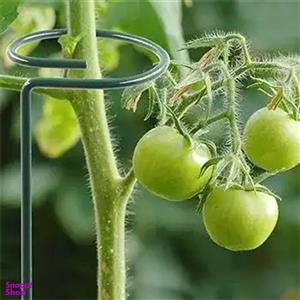 قیم نگهدارنده گیاه مدل حلقه ای متوسط بسته 5 عددی