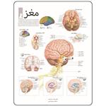 پوستر آموزشی انتشارات اندیشه اتمی مدل مغز