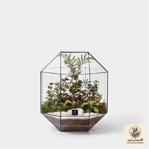 گیاه طبیعی تراریوم مدل سینورا