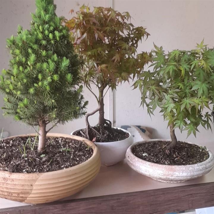 بنسای افرا
