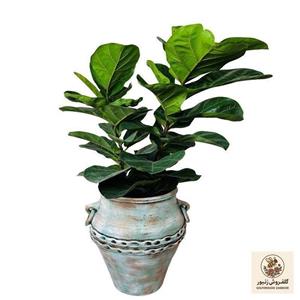 گل آپارتمانی فیکوس لیراتا مدل F110