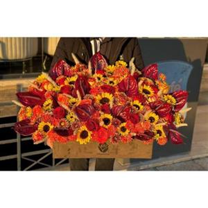 گل فروشی اطراف آرایشگاه زهرا محمدی محله مشیریه تهران t7039