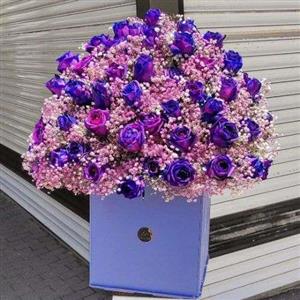  گل رز هلندی بنفش a196