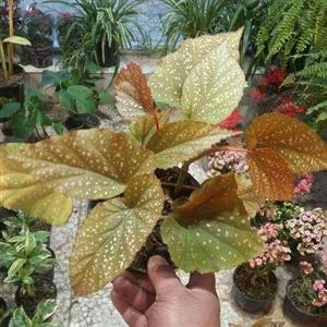 ارسال گل بگونیا 6726